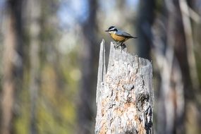red breasted nuthatch bird close-up on blurred background
