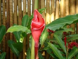 flower, Mata Atlantica