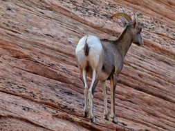 mountain goat in the sandstone in Zion National Park