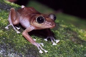 brown frog on a tree trunk