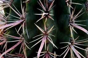 cactus with sharp thorns macro
