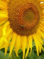 picture of the bee is on a sunflower