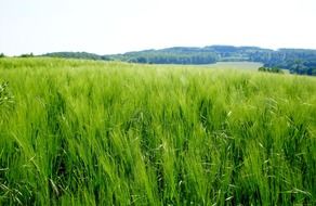 green barley field on a clear day