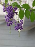 closeup photo of Violet flowers of the Duranta plant