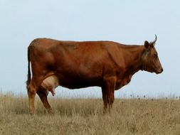 brown cow in the field