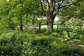 landscape of walk in woodland