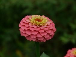 pink zinnia with yellow stamens