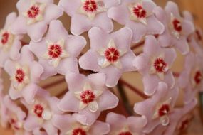 flower pink hoya