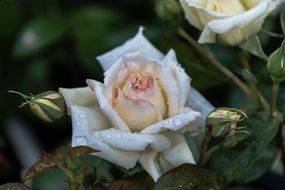 White flower petal nature rosa