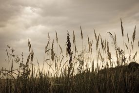 after spikelets