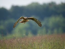 northern harrier in flight