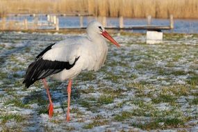 nature stork bird