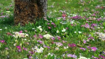 lot of colorful primroses on lawn beneath tree