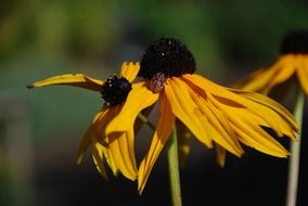 sunny yellow flowers