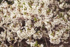 closeup photo of flowering in spring fruit tree