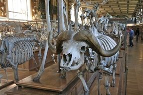 skeletons in museum