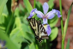 butterfly on purple iris
