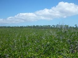 greenery under blue sky