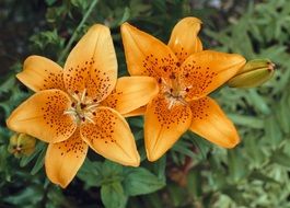 two tiger lily flowers