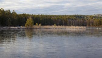 forest water landscape