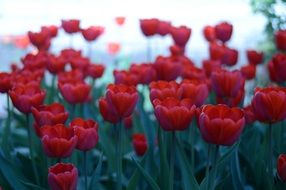 Red flowers tulip field