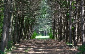 Forest Road between trees