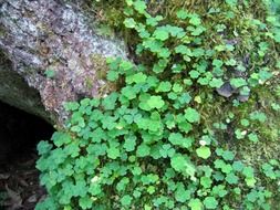 Beautiful green clover leaves at the foot of the tree among the grass