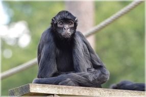spider monkey close-up on blurred background