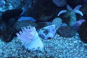 anemones in the blue underwater world