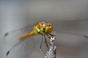 green dragonfly closeup