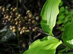 wild plant with berries