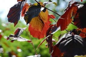 shrub in bright autumn foliage