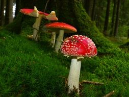 fly agaric in pine wood