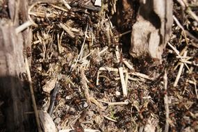 forest ants in the sun