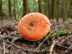red and white points on fly agaric