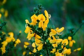 yellow flowers meadow macro photo