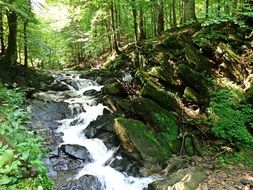forest stream like a waterfall