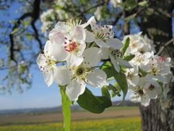 Landscape of the apple blossoms