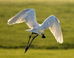 spoonbill in the sky in Holland