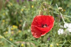 bright poppy flowers