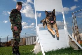 German Shepherd Dog Training