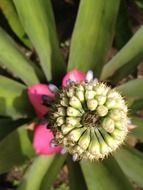 Pink green flower close-up