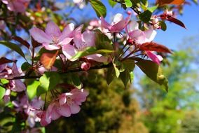 magnificent flourishing tree