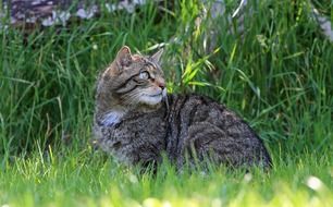 Ñute scottish wild cat