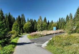 tourist paths in the forest