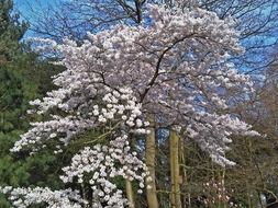 blooming white tree in garden