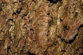 bark of an old tree