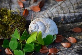 White shell green leaf