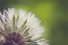 sensitive dandelion head