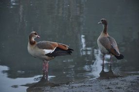 ducks on the water in the wild nature